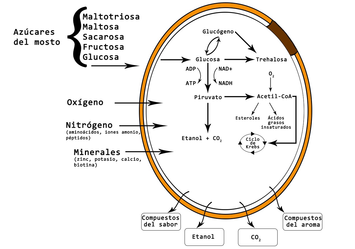 Azúcar, oxígeno, nitrógeno y minerales entran en la célula. Etanol, dióxido de carbono y compuestos del sabor y aroma salen fuera